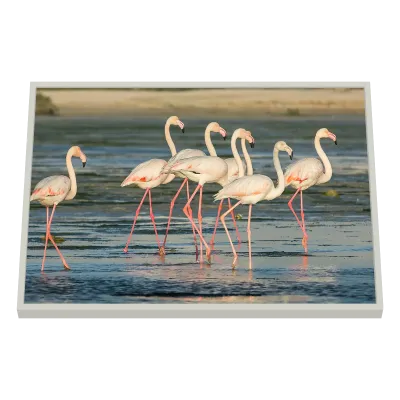 Quadro Decorativo Encontro dos Flamingos