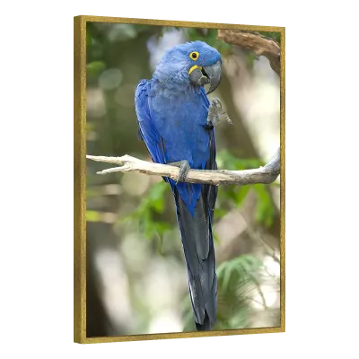 Quadro Decorativo Arara Azul Majestosa 3