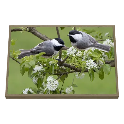 Quadro Decorativo Pássaros na Flor de Primavera