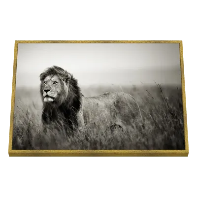 Quadro Decorativo Rei da Savana 2