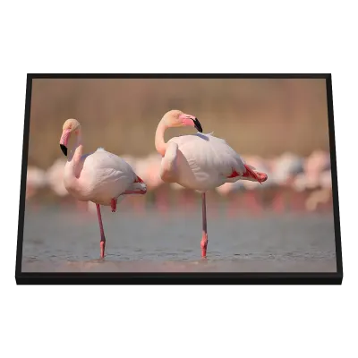 Quadro Decorativo Flamingos em Dança Aquática