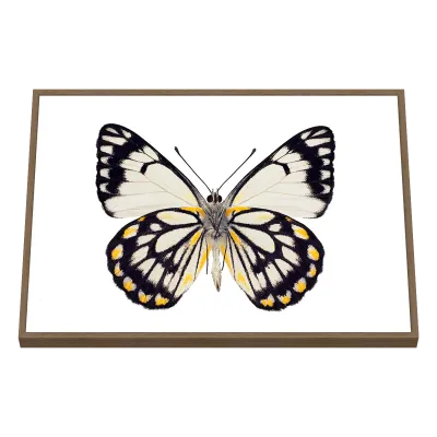 Quadro Decorativo Borboleta Elegante Bicolor