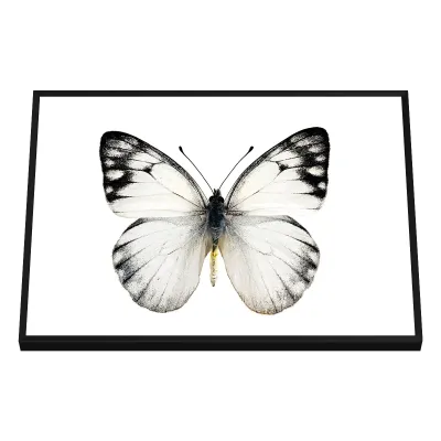 Quadro Decorativo Borboleta Branca em Preto e Branco