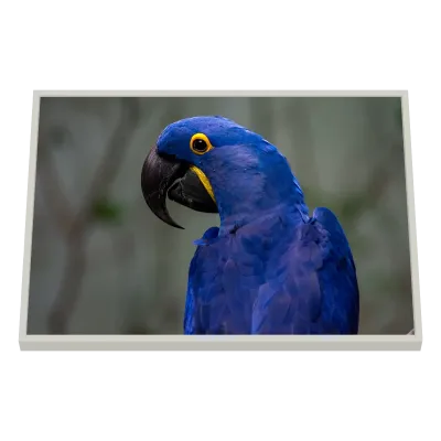 Quadro Decorativo Arara Azul Majestosa 4