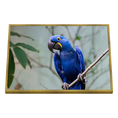 Quadro Decorativo Arara Azul em Repouso