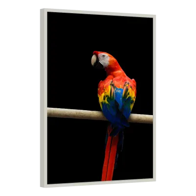 Quadro Decorativo Arara-Vermelha em Repouso