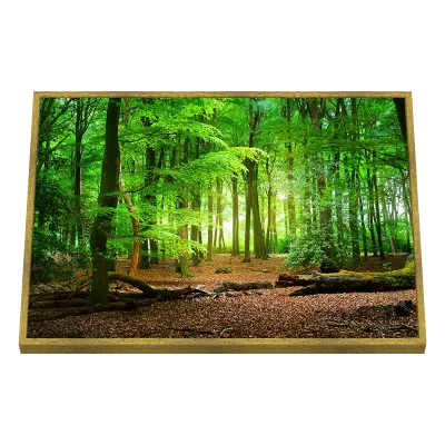 Quadro Decorativo Árvores Caminho Luminoso