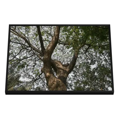 Quadro Decorativo Árvores Majestade da Natureza