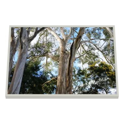 Quadro Decorativo Árvores Eucaliptos Majestosos