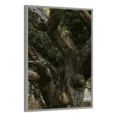 Quadro Decorativo Árvores Tronco Centenário