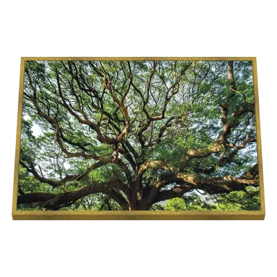 Quadro Decorativo Árvores Majestosa Copa