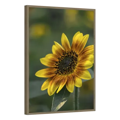 Quadro Decorativo Girassol Dourado