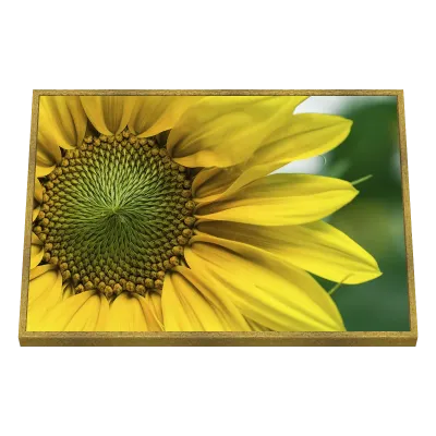 Quadro Decorativo Girassol Radiante