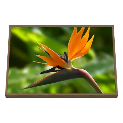 Quadro Decorativo Ave do Paraíso