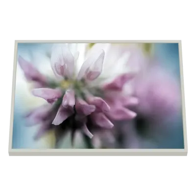 Quadro Decorativo Delicadeza Púrpura