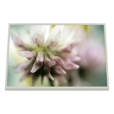 Quadro Decorativo Delicadeza Etérea