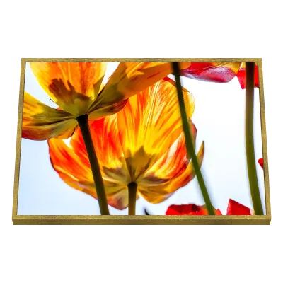 Quadro Decorativo Translúcida Primavera