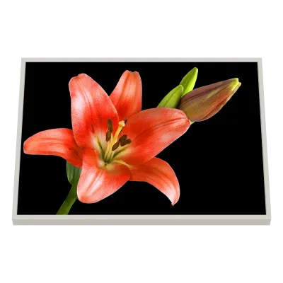 Quadro Decorativo Lírio Radiante