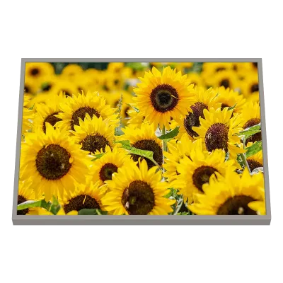 Quadro Decorativo Sol Radiante