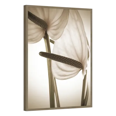 Quadro Decorativo Antúrios Sepia