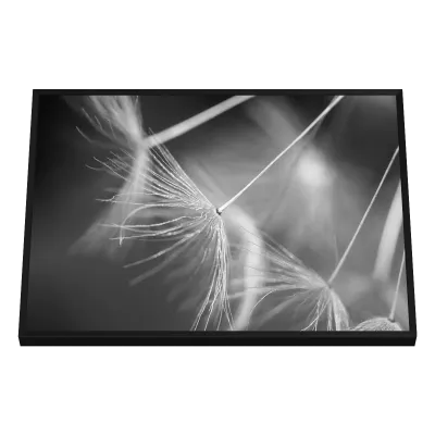 Quadro Decorativo Plumas Radiantes