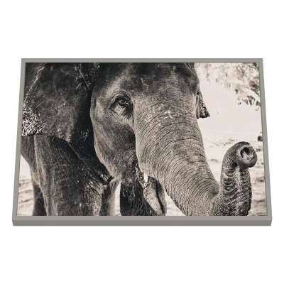 Quadro Decorativo Proteção Maternal - Elefante e Filhote