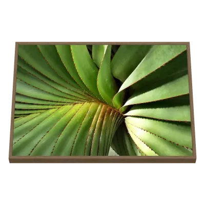 Quadro Decorativo Espiral Radiante Verde