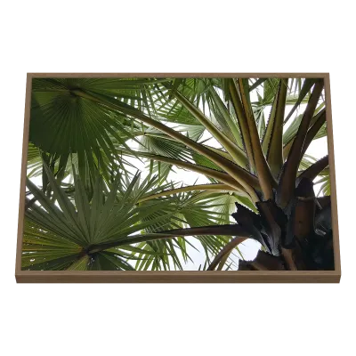 Quadro Decorativo Palmeiras Entrelaçadas ao Céu