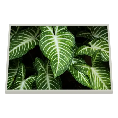 Quadro Decorativo Nervuras Luminosas Verdes