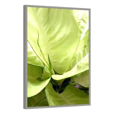 Quadro Decorativo Bromélia Verde Radiante