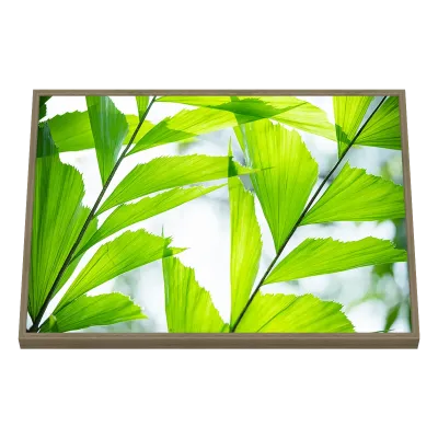 Quadro Decorativo Luz Filtrada Entre Folhagens Vibrantes