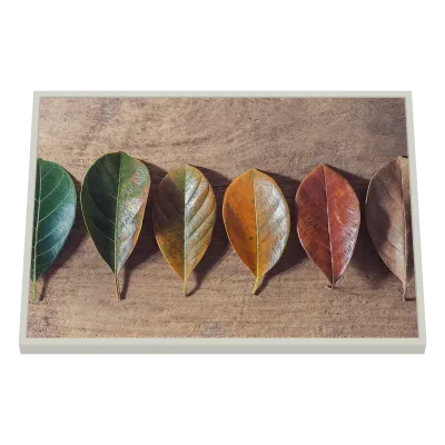 Quadro Decorativo Metamorfose Sazonal Colorida