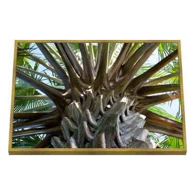 Quadro Decorativo Tronco de Palmeira Vista de Baixo