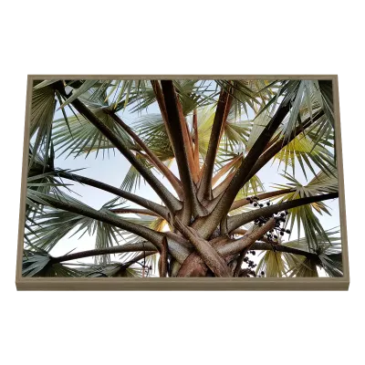 Quadro Decorativo Entrelaçamento de Palmeira Tropical